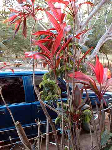 Flower and car